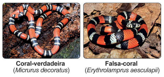 Figura da questão de Biologia