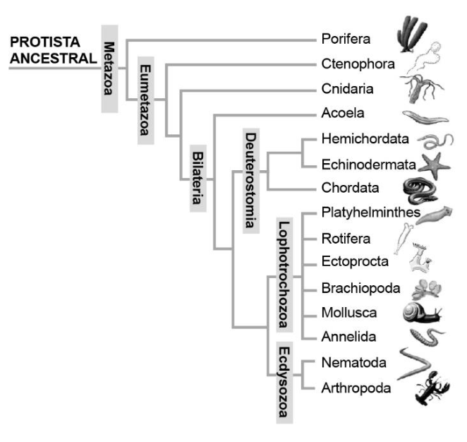 Figura da questão de Biologia