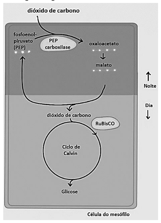 Figura da questão de Biologia