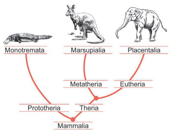Figura da questão de Biologia