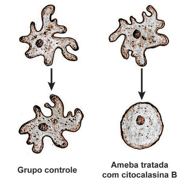 Figura da questão de Biologia