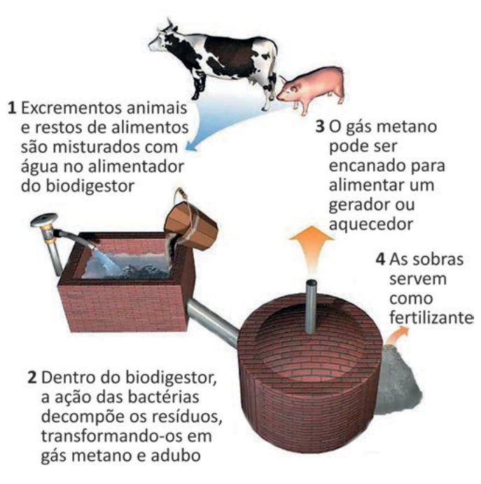 Figura da questão de Biologia