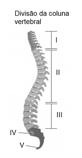 Figura da questão de Biologia