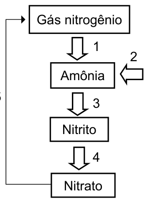 Figura da questão de Biologia