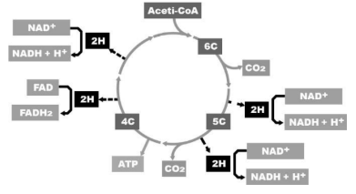 Figura da questão de Ciências Biológicas