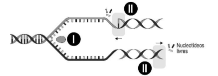 Figura da questão de Biologia