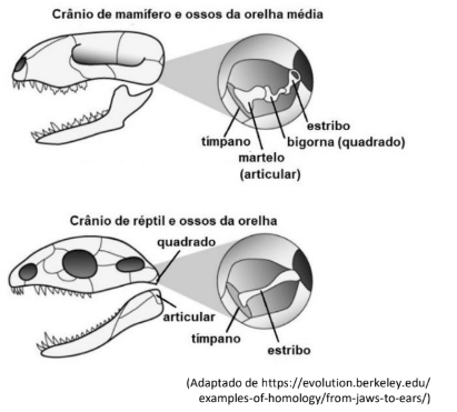 Figura da questão de Biologia