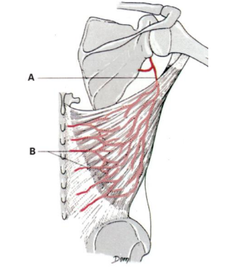 Figura da questão de Cirurgia da Mão
