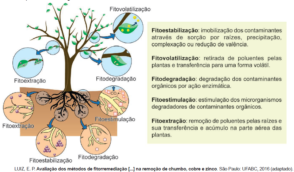 Figura da questão de Biologia