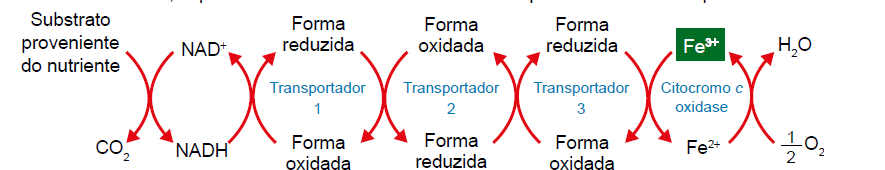 Figura da questão de Biologia