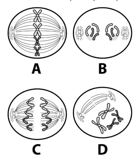 Figura da questão de Biologia