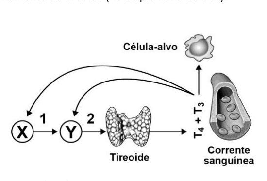 Figura da questão de Biologia